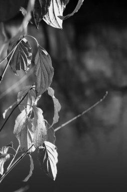 Güzel akçaağaç yaprakları sonbaharda güneşli bir günde ön planda ve arka planda bulanık. İnsan yok, kapat, boşluğu kopyala, makro.