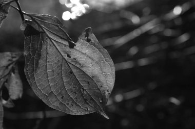 Güzel akçaağaç yaprakları sonbaharda güneşli bir günde ön planda ve arka planda bulanık. İnsan yok, kapat, boşluğu kopyala, makro.