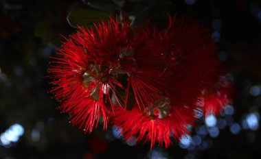 Close up view of red excelsa metrosideros blooming in the garden. clipart