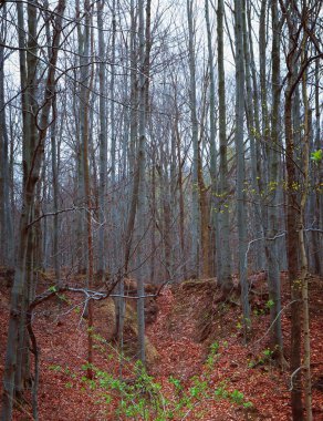 Yoğun bir orman boyunca uzanan, yapraklarla kaplı uzun ağaçlarla kaplı bir patika..