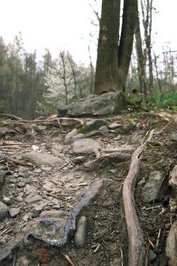 Yoğun bir orman boyunca uzanan, yapraklarla kaplı uzun ağaçlarla kaplı bir patika..