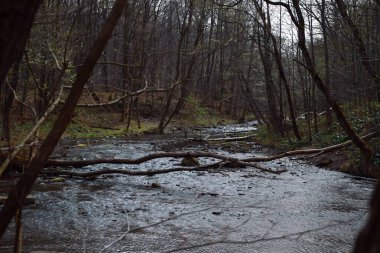 Küçük temiz bir dere ormanın içinden akar, yüzeyi bulutlu bir gökyüzünün altında parıldar. Dere kıyısında düşen dallar uzanır ve ona huzurlu bir atmosfer verir..