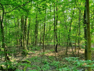 Yeşil bir ormanın güzel bir görüntüsü 