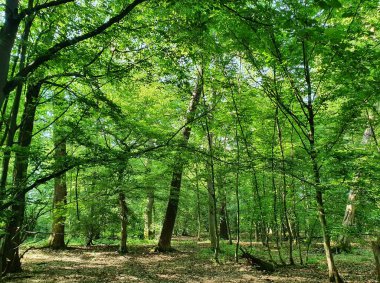 Baharda güzel bir park manzarası.