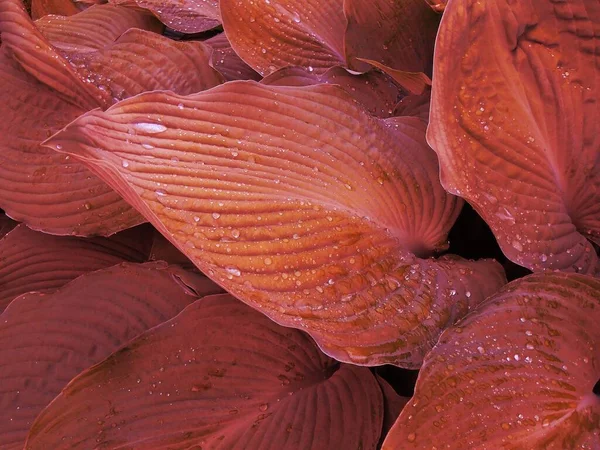 Turuncu ıslak yapraklar yakın çekim ve tam çerçeve olarak