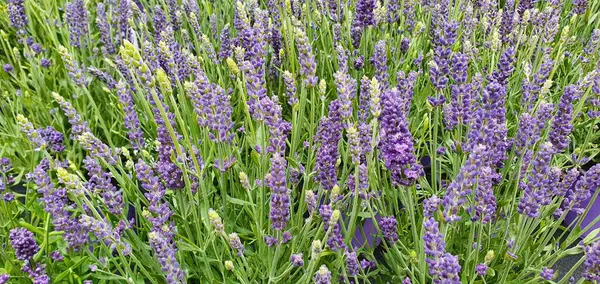 Lavanta kadar yakın çekim ve tam çerçeve