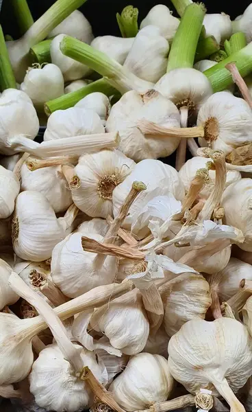 Sarımsak yakın çekim ve tam çerçeve