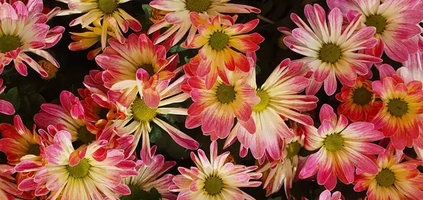 Bahçedeki güzel çiçekler