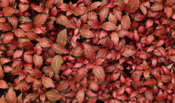 Duvardaki kırmızı yapraklar