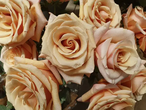 Bahçedeki güzel güller.