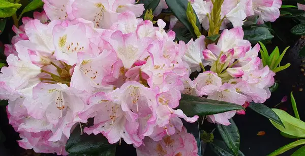 Bahçedeki güzel rhododentron