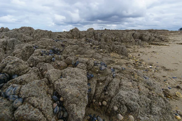 Mejillones Una Roca Visible Marea Baja Carantec Bretaña Francia —  Fotos de Stock