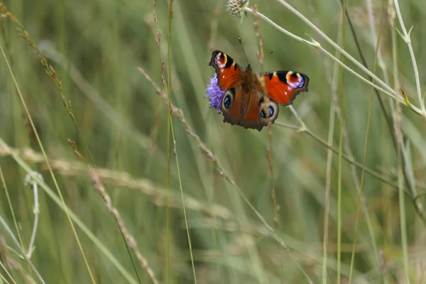 Peacock Butterfly Aglais Sitting Lilac Colored Flowers Green Meadow Lots — Stock Photo, Image
