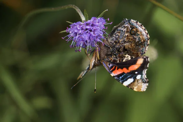 Red Admiral Butterfly Vanessa Atalanta Sitting Lilac Colored Flowers Green — Stock Photo, Image