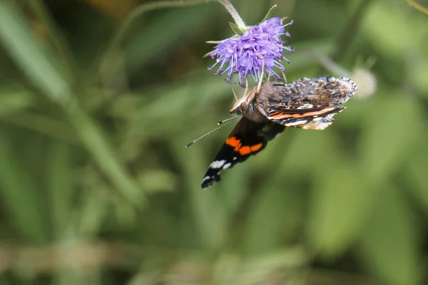 Red Admiral Butterfly Vanessa Atalanta Sitting Lilac Colored Flowers Green — Stock Photo, Image