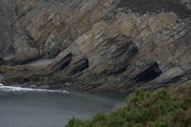 Cap de la Chevre 'nin kıyısındaki uçurumların ayrıntıları güzel fundalarla kaplı, Crozon, Parc naturel bölgesel d' Armorique, Brittany, Fransa