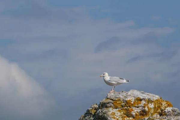 Seagulls Standing Rock Coast — Stock Photo, Image
