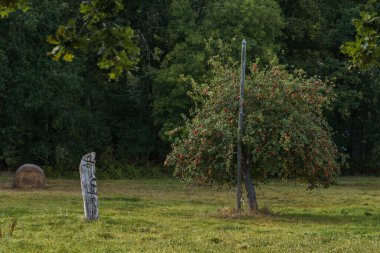 Carnac, Brittany, Fransa yakınlarındaki yeşil bir çayırda kırmızı meyveli elma ağacı