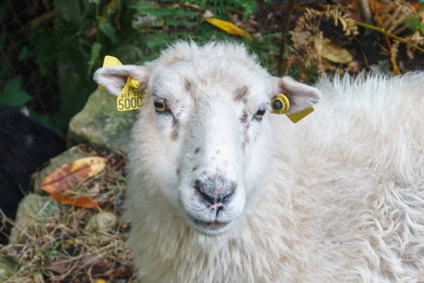 A white sheep with face with yellow ear markings looking at camera