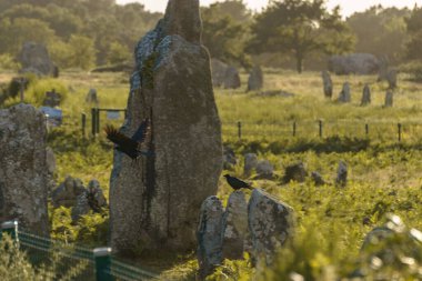 Millerce uzunluktaki megalitik taşlar Carnac, Brittany, Fransa 'daki yeşil çayırlarda hizalandılar