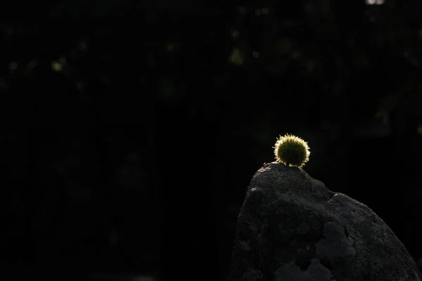 Sweet Chestnut in golde sunlight covered in green shell with spikes laying on a stone in front of a dark background
