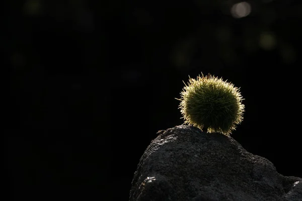 Sweet Chestnut in golde sunlight covered in green shell with spikes laying on a stone in front of a dark background