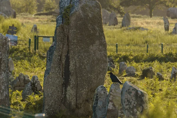 Alineación Piedras Megalíticas Largas Millas Prado Verde Carnac Bretaña Francia — Foto de Stock