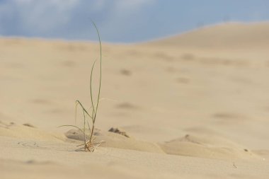 Kum tepeciğindeki çimenlerin ayrıntıları, Dune du Pilat, Arcachon, Yeni Aquitaine, Fransa