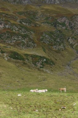 Pireneler 'deki yeşil bir dağ çayırında duran bir grup inek.