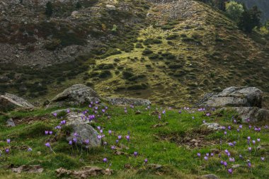 Güzel pireneler, kır çiçekleriyle bezenmiş dağ manzarası. Mor sonbahar Crocus nudiflorus, Artouste, Yeni Aquitaine France.