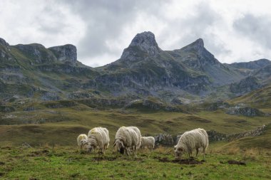 Pireneler Dağları, Yeni Akitanya, Fransa 'da güzel manzaraların önünde beyaz koyun sürüsü