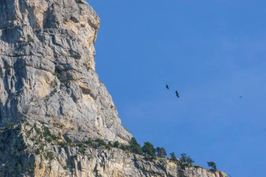 İspanya 'daki Ordesa Ulusal Parkı' ndaki Pirenes dağlarının üzerinden uçan yırtıcı kuşlar.