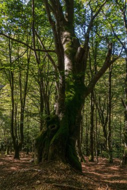 Beartzun, Bask Bölgesi, Navarre, İspanya yakınlarındaki Pirenes dağlarında güneşli bir sonbahar gününde kayın ormanı