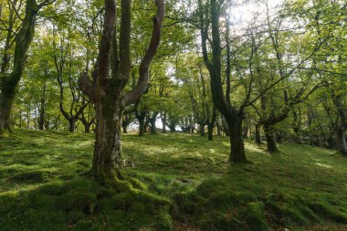 Aiako Harria ya da Penas de Aya, Guipuzcoa, Bask Bölgesi 'ndeki doğal parktaki güzel ağaçlar.