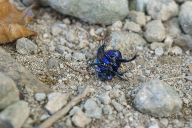 Mavi nane böceği ya da mavi nane yaprağı böceğinin taş bir yolda metalik mavi bir görünüşü var. Chrysolina zorbaları