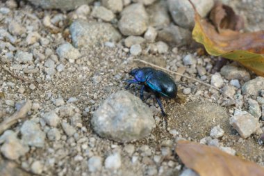 Mavi nane böceği ya da mavi nane yaprağı böceğinin taş bir yolda metalik mavi bir görünüşü var. Chrysolina zorbaları