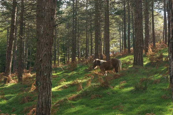 Free wild horse in the Oianleku forest, Aiako Harria natural park, Gipuzkoa, Basque Country, Spain