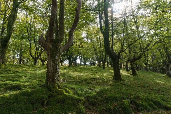 Aiako Harria ya da Penas de Aya, Guipuzcoa, Bask Bölgesi 'ndeki doğal parktaki güzel ağaçlar.