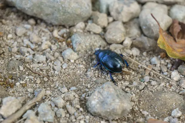 detail of a blue mint beetle or blue mint leaf beetle with metallic blue look on a stone path. Chrysolina coerulans
