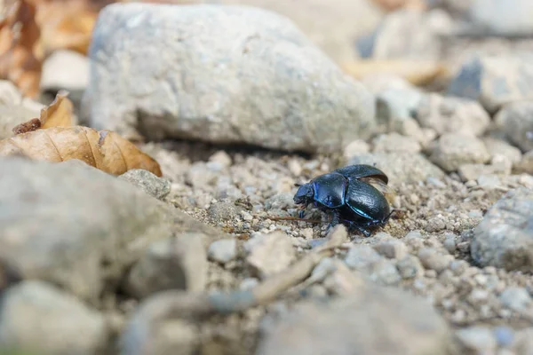 detail of a blue mint beetle or blue mint leaf beetle with metallic blue look on a stone path. Chrysolina coerulans