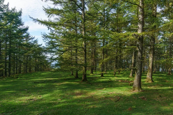 Όμορφα Δέντρα Στο Δάσος Του Φυσικού Πάρκου Aiako Harria Penas — Φωτογραφία Αρχείου