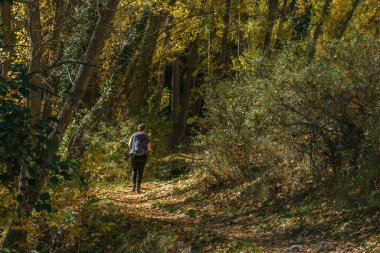 Sepulveda, Segovia, İspanya yakınlarındaki Hoces del Duraton doğal parkının sonbaharında yürüyüş yapan ve kavak ağacı olan güzel patika.