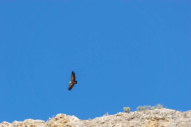 Griffon akbabası veya Gyps fulvus Duraton, Sepulveda, Segovia, İspanya kanyonu üzerinde açık mavi gökyüzünde uçan