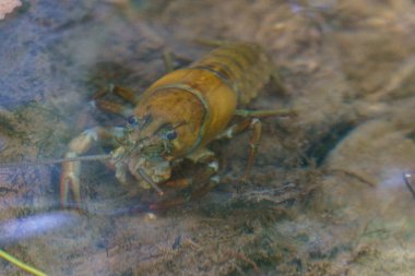 Büyük bir nehir kereviti ve İspanya, Duraton nehrinin su yüzeyi.