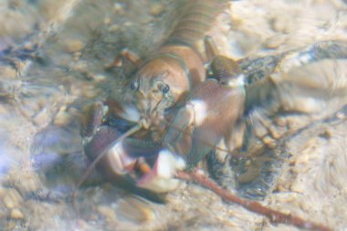 Büyük bir nehir kereviti ve İspanya, Duraton nehrinin su yüzeyi.