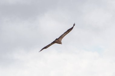 Griffon akbabası veya Gyps fulvus Duraton, Sepulveda, Segovia, İspanya kanyonu üzerinde gökyüzünde uçuyor.