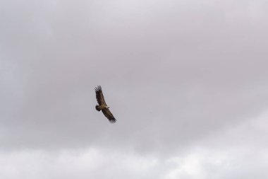 Griffon akbabası veya Gyps fulvus Duraton, Sepulveda, Segovia, İspanya kanyonu üzerinde gökyüzünde uçuyor.