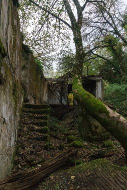 Galiçya, İspanya 'da doğa tarafından ele geçirilmiş terk edilmiş eski bir yıkıntı.