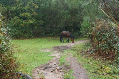 Portekiz 'in Vilar da Veiga kentindeki Peneda-Geres Ulusal Parkı' nda yürüyüş yolunun yanı sıra çayırdaki vahşi at.