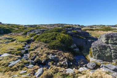 Torre yüksek platosunun güzel kayalık manzarası. Güneşli sonbahar gününde küçük bir dağ deresi bitkisi, Torre, Serra da Estrela, Portekiz